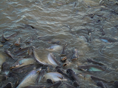 魚