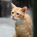 Photos: 2010年7月29日の茶トラのボクチン(６歳)