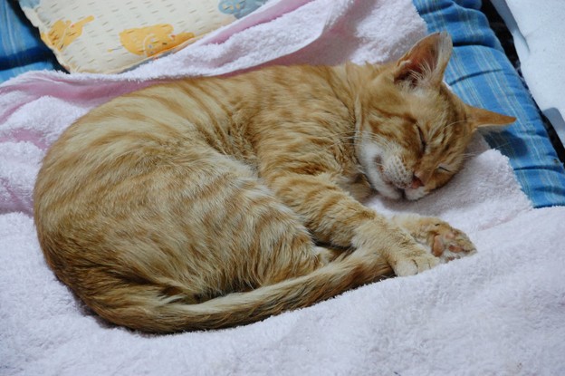 Photos: 2011年8月21日の茶トラのボクチン(７歳)