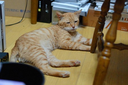 2011年8月29日の茶トラのボクチン(7歳)