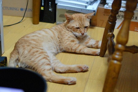 2011年8月29日のボクチン(7歳)