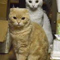 スコちゃん(雄）とシロちゃん(雌）２歳