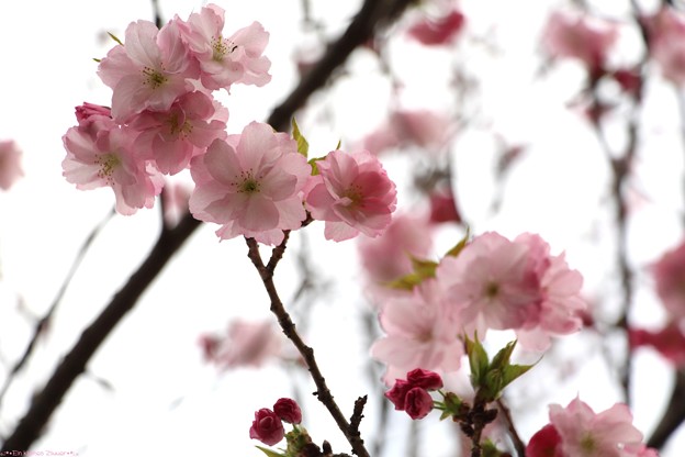 桜36 紅豊１
