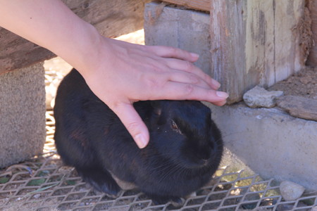 ポティロンの森 黒うさぎさんなでこ