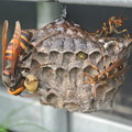 Photos: アシナガバチの巣を襲うスズメバチ