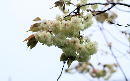 スカイパークの花々33