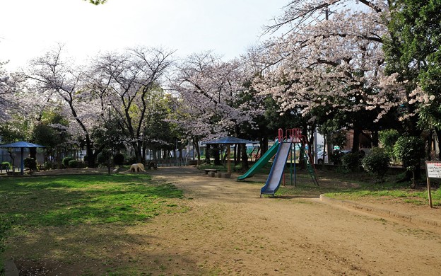 桜・花風景01