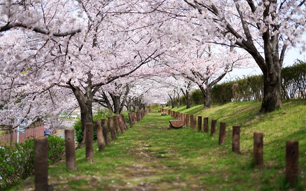 街の桜他80