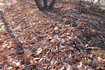 2009_11_07_0403