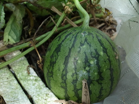 スイカ育て方 収穫時期見分け方と食べごろサイン 暇人主婦の家庭菜園 楽天ブログ