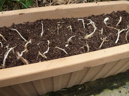 島ラッキョウ栽培 夏のタネ球の植え付け時期と方法育て方 暇人主婦の家庭菜園 楽天ブログ
