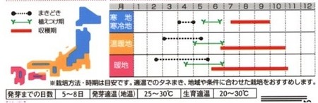 ナス科の野菜 種蒔き 苗の植え付け 収穫時期と栽培の特徴 暇人主婦の家庭菜園 楽天ブログ