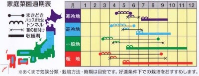 キュウリの育て方 ずらしまきのタイミング ずらして植え付け 暇人主婦の家庭菜園 楽天ブログ