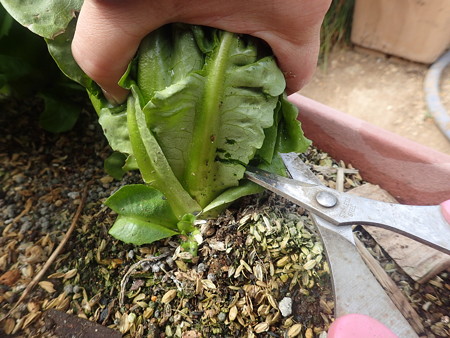 チコリの育て方 アンディーブ軟白栽培方法 暇人主婦の家庭菜園 楽天ブログ