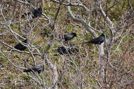 ミヤマガラスの中のコクマルガラス幼鳥(左下)