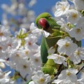 Photos: 桜とインコ（６）