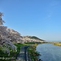 Photos: 一目千本桜