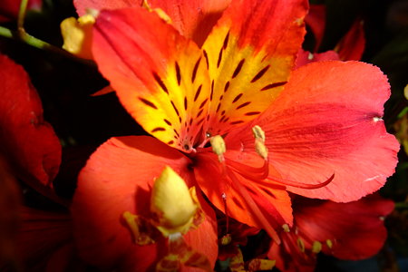 DSCF0007