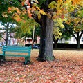 Sugar Maple and the Bench 10-17-15