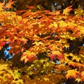 Maple Leaves I 10-24-15