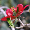 Photos: Jamaican Poinsettia 3-18-16