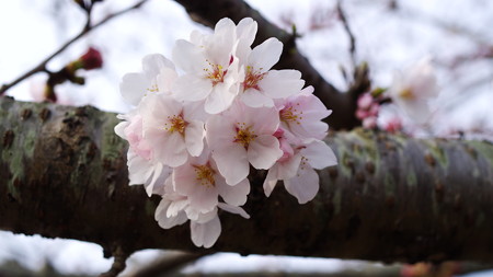 ソメイヨシノの開花