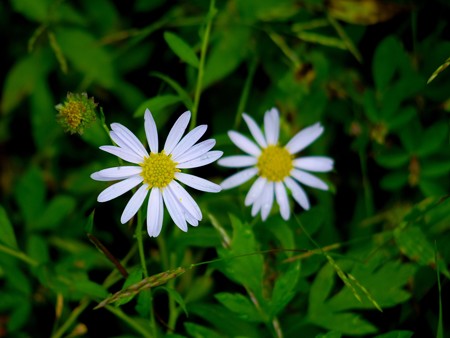 IMGP0420
