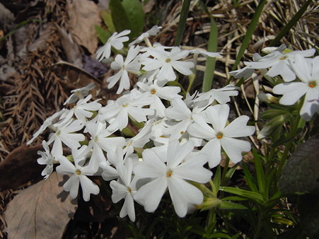 RIMG0086