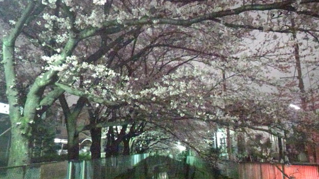 夜桜 あー 二次元のイケメンと夜桜花見デートしたい 写真共有サイト フォト蔵