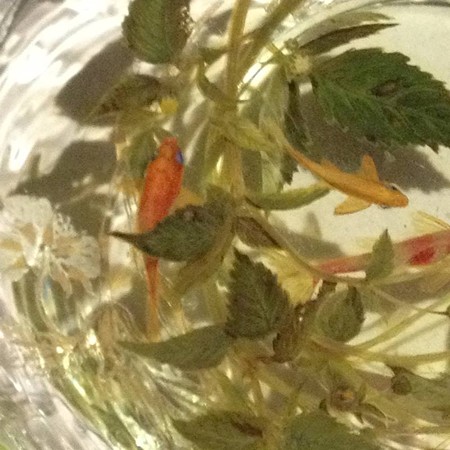 金魚酒_36