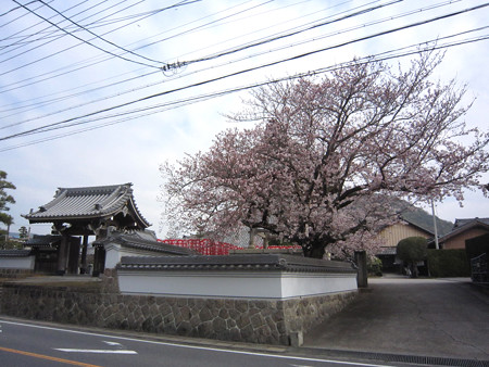 西幡豆