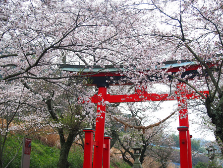 西幡豆