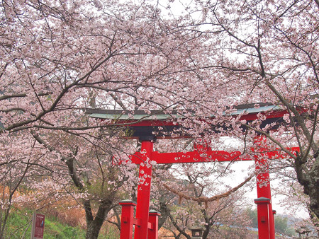 西幡豆