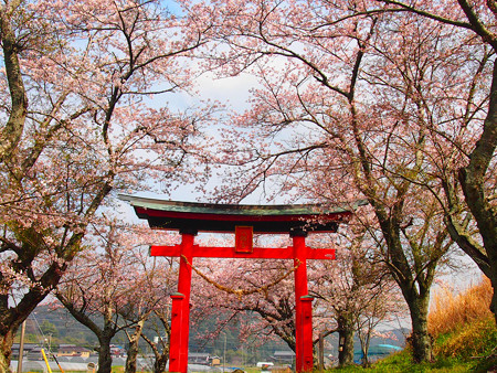 西幡豆