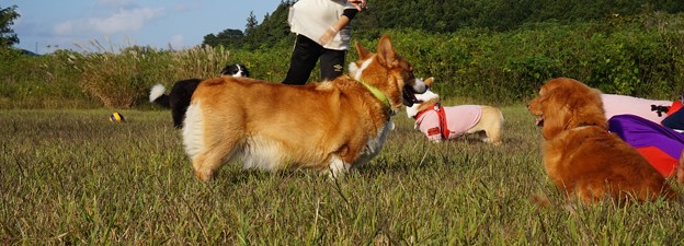 わんこ仲間