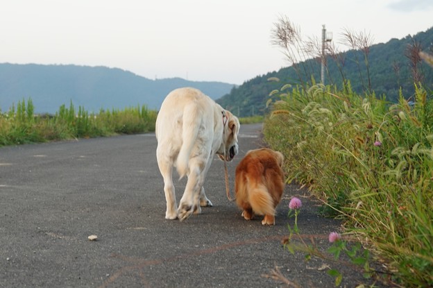夕暮れ時