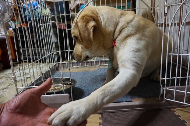 食事直前