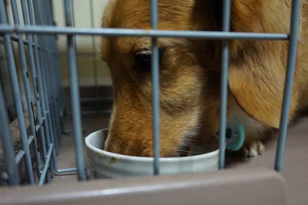 食事中