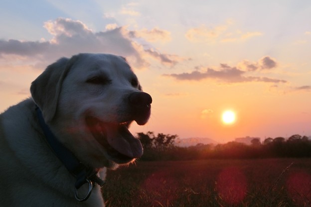 夕日とふう太