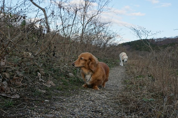 河川敷のわんこ道