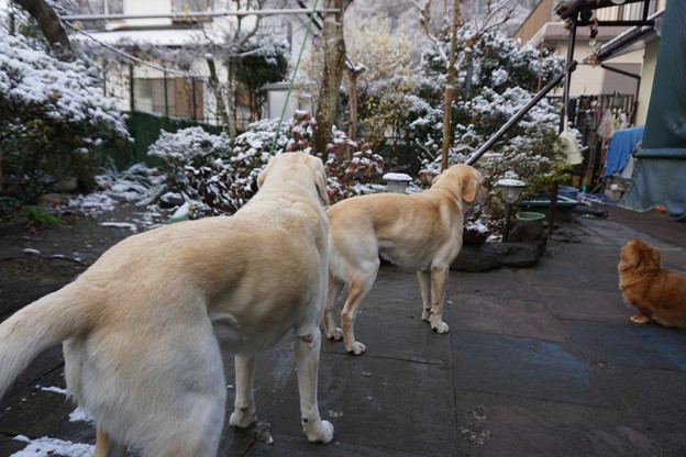 初雪