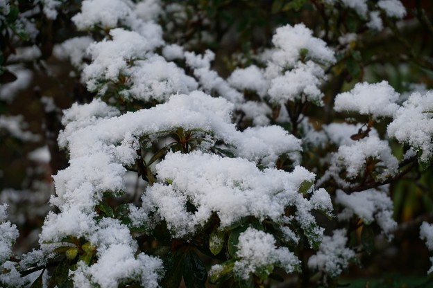 初雪