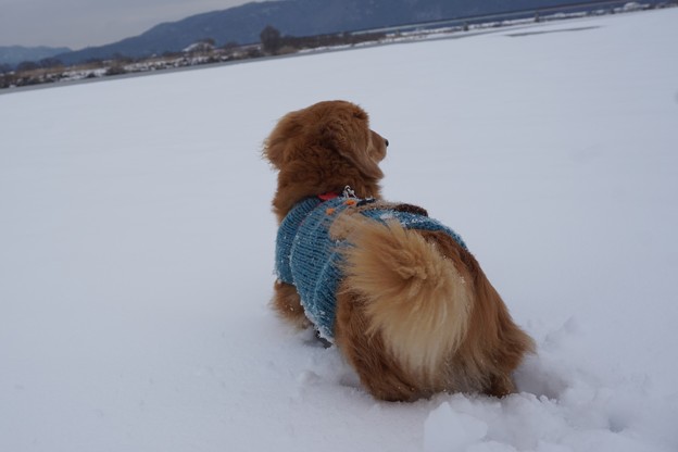 雪の日わんこ