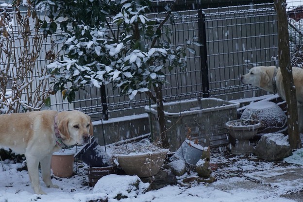雪の朝