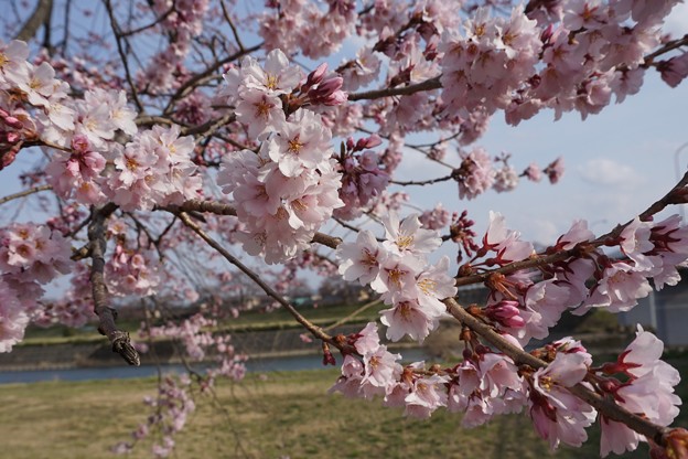 開花宣言の日