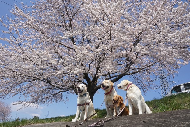 さくら回廊