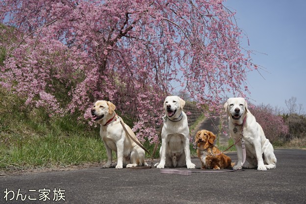桜とわんこ家族