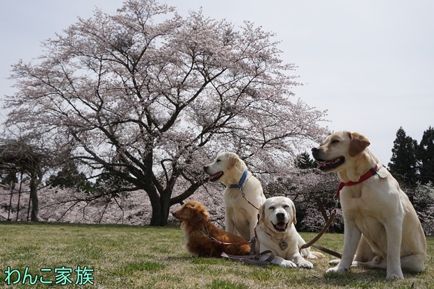 桜とわんこ家族