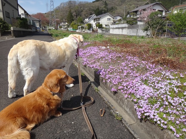 シバザクラ