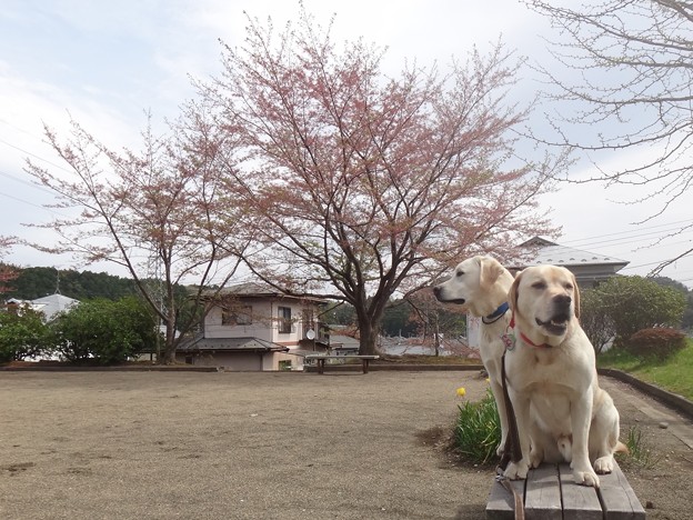 葉ザクラ
